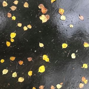 Meet your Posher, Todd